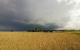 Yellow wheat field and stormy rain clouds