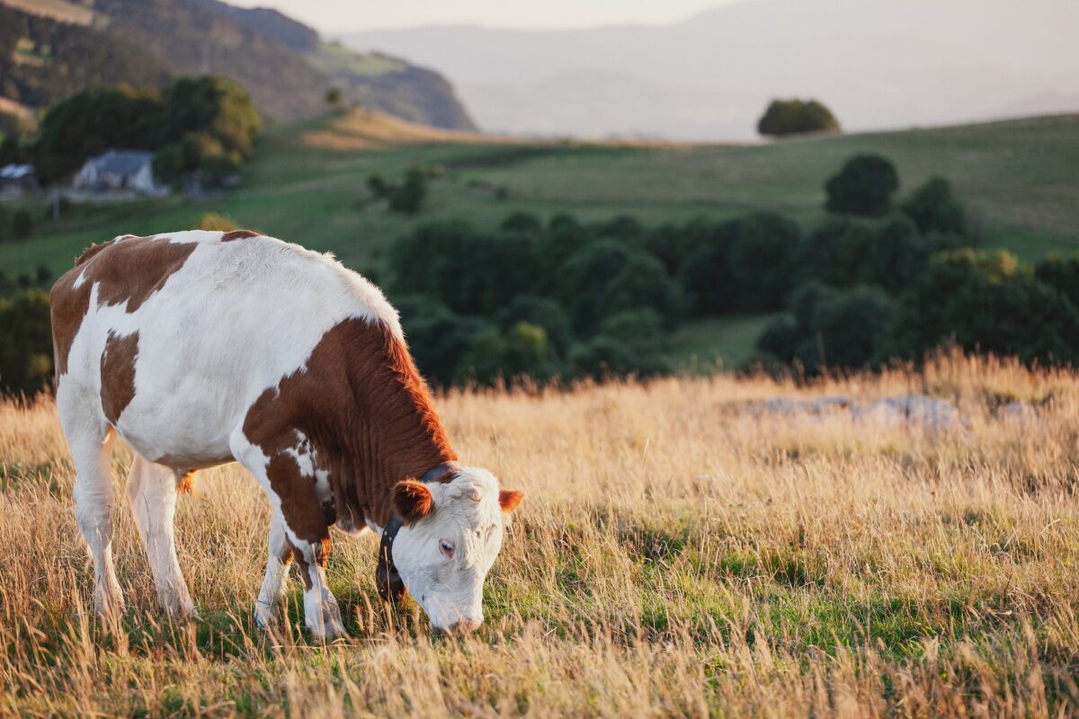 Young bull grazing at sunset on the mountain