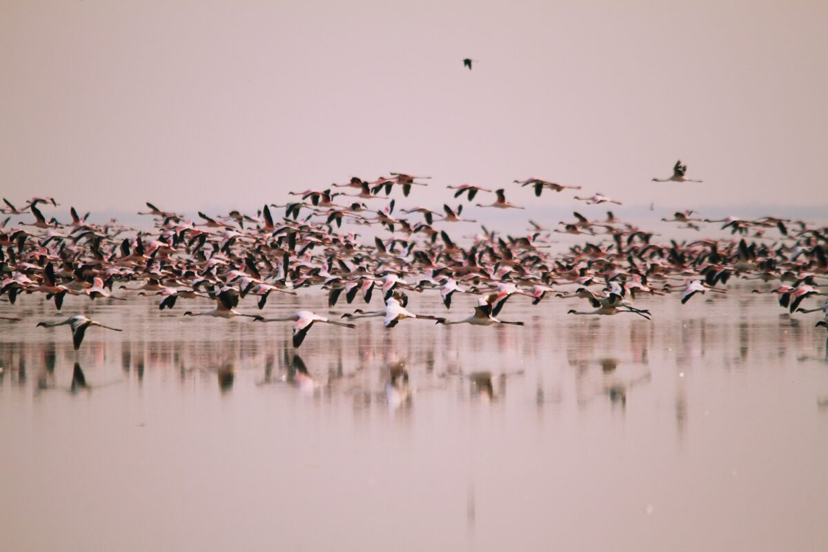 A huge flock of Lesser Flamingos flying