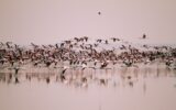 A huge flock of Lesser Flamingos flying