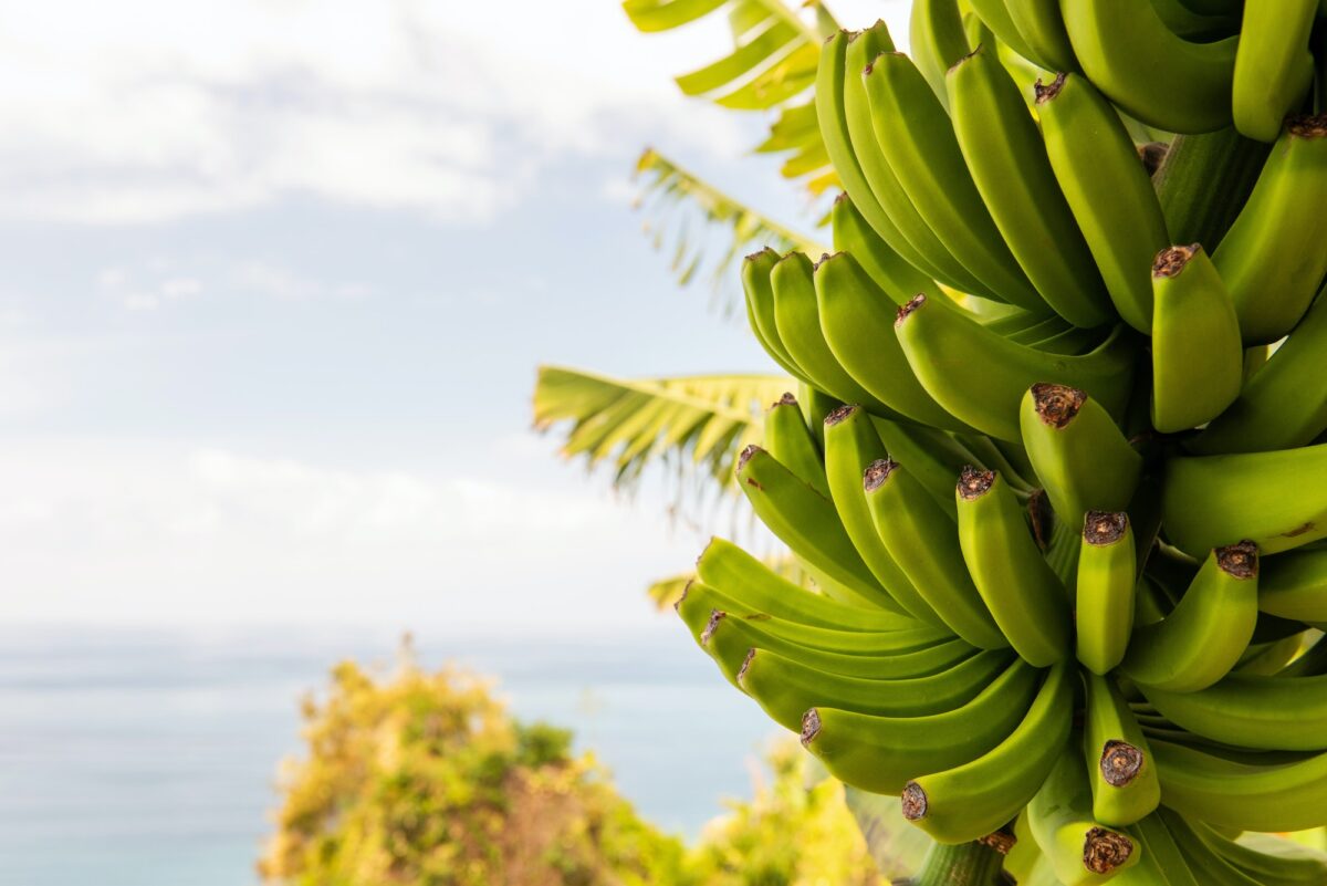 bananas growing on tree with ocean background copy space
