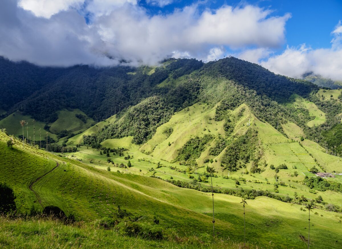 Cocora Valley near Salento in Colombia