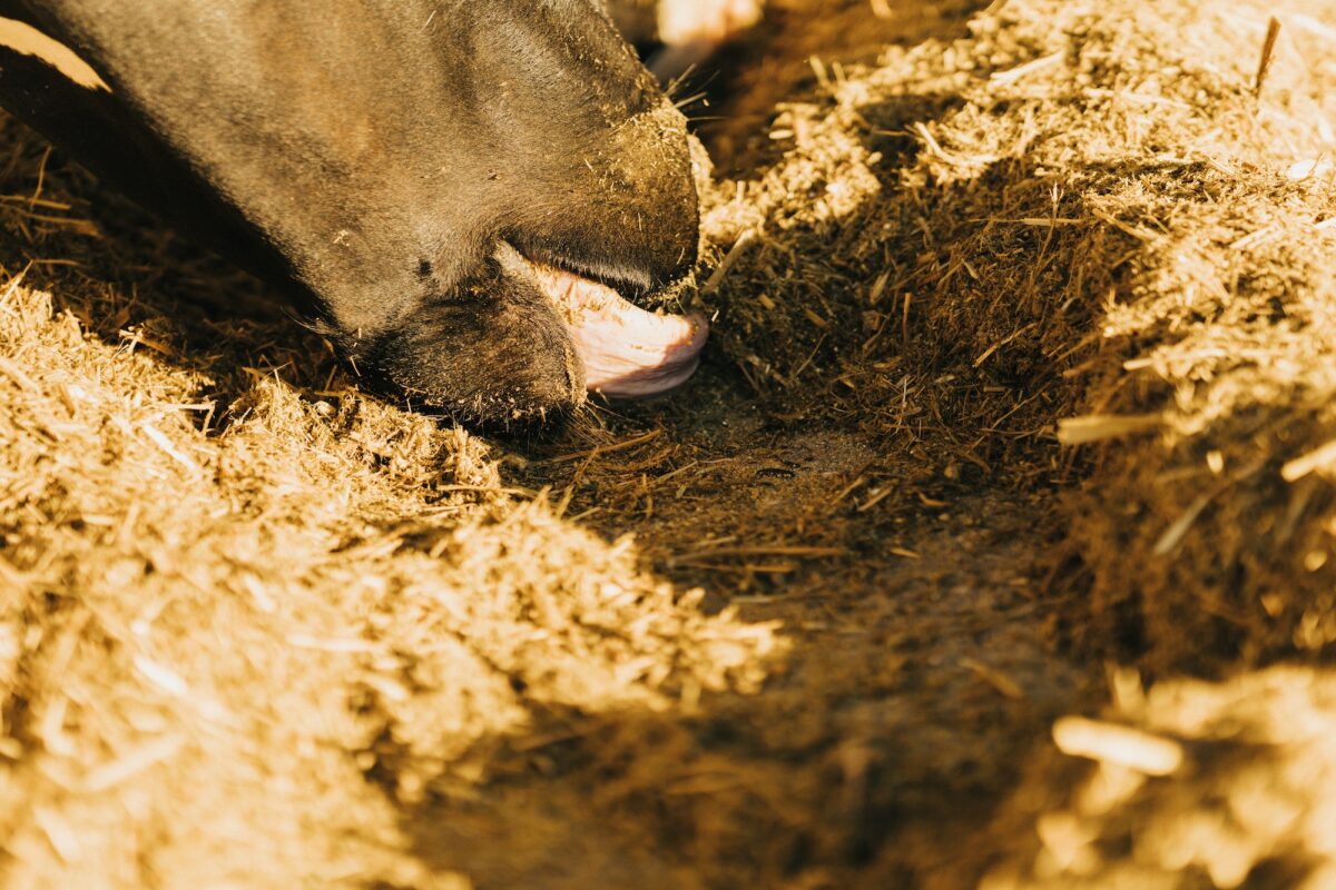 cow picking up feed with her tongue