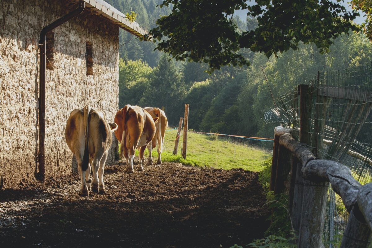 Cows coming out of the milking barn in the mountain pastures