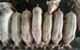 Top view of Young pigs in hog farms, Pig industry