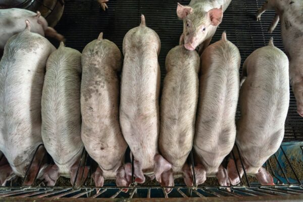 Top view of Young pigs in hog farms, Pig industry