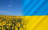 Ukraine - Sunflower - National Flag and Flower of Ukraine