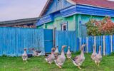 White and motley geese walk near the village house in countryside of Siberia, Russia