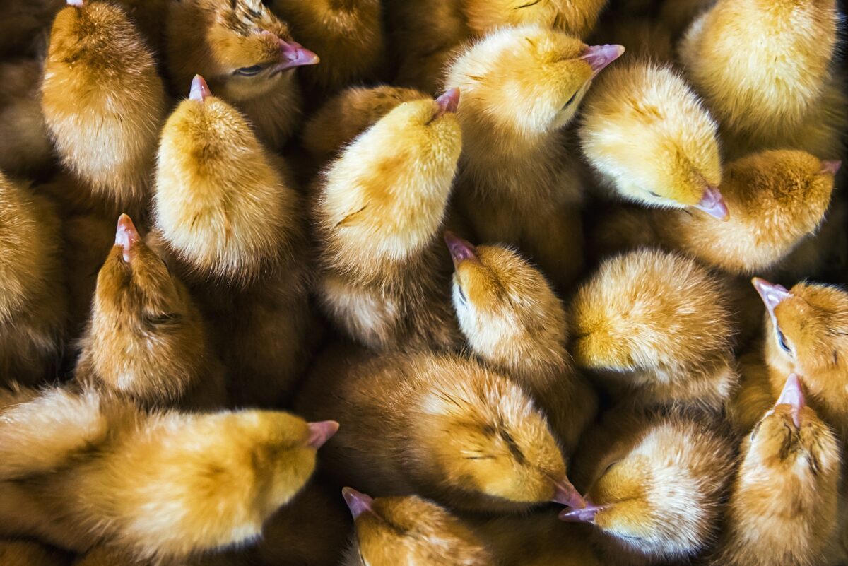A box of baby poultry chicks