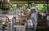 Asian veterinarian working and checking the big pig in hog farms, animal and pigs farm