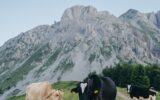 Black and brown cows graze on the background of mountains, Montenegro