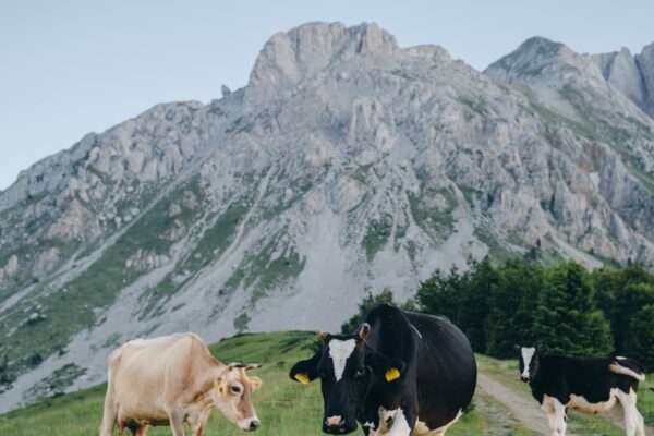 Black and brown cows graze on the background of mountains, Montenegro