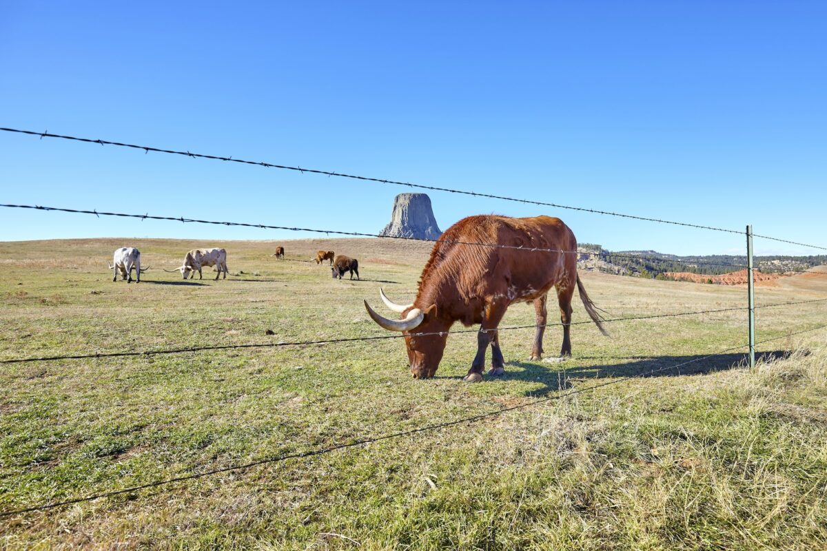 Cattle with Devils Tower in distance, USA.