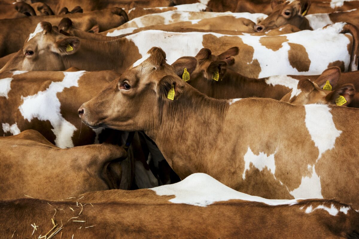 High angle view of small herd of Guernsey cows.