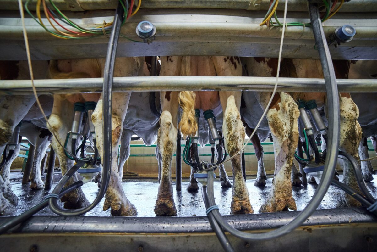 Udders of a cow connected to a milking machine on a dairy farm
