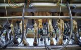 Udders of a cow connected to a milking machine on a dairy farm