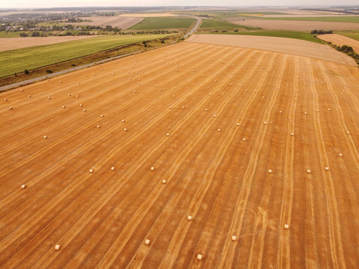 Aerial view crop wheat rolls of straw in field