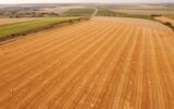 Aerial view crop wheat rolls of straw in field