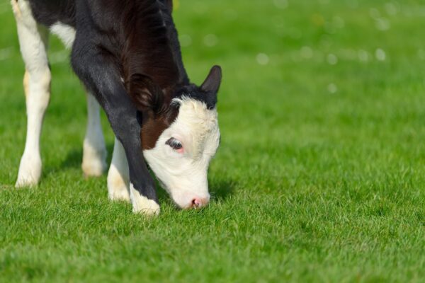 Calf on the green meadow