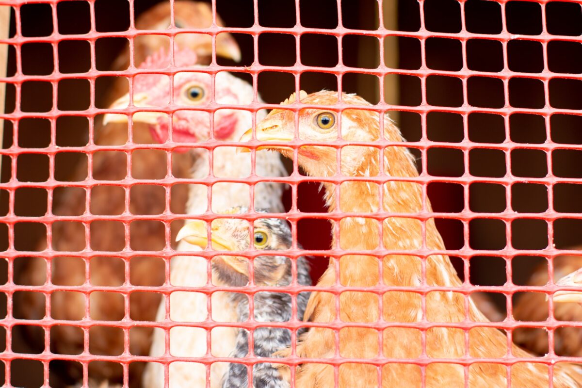 Sad chickens in cage to sell or eat. Cage farming. Concept of animal protection