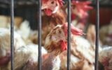 Suffering. Wounded roosters kept in cage at local market,