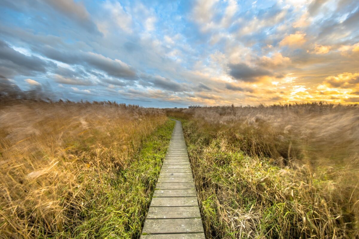 Wooden walkway through tidal marsh