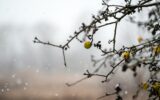 apple in a tree during a snowfall in winter season