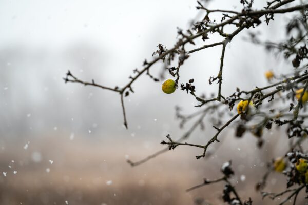apple in a tree during a snowfall in winter season