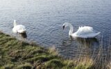 Swans on a lake