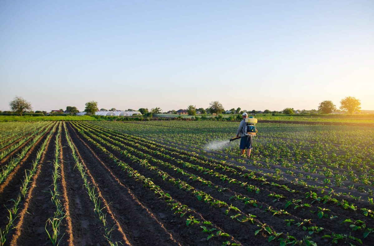 A farmer sprays pesticide on the plantation.