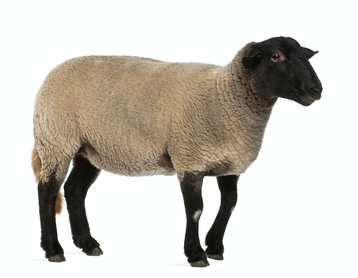 Female Suffolk sheep, Ovis aries, 2 years old, standing in front of white background