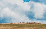 Flock of sheep grazing on hill in Zlatibor region, Serbia