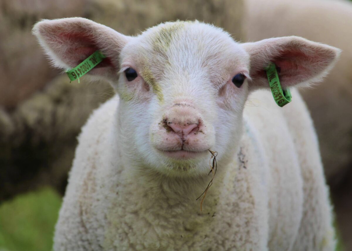 Lamb in spring