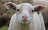 Lamb in spring