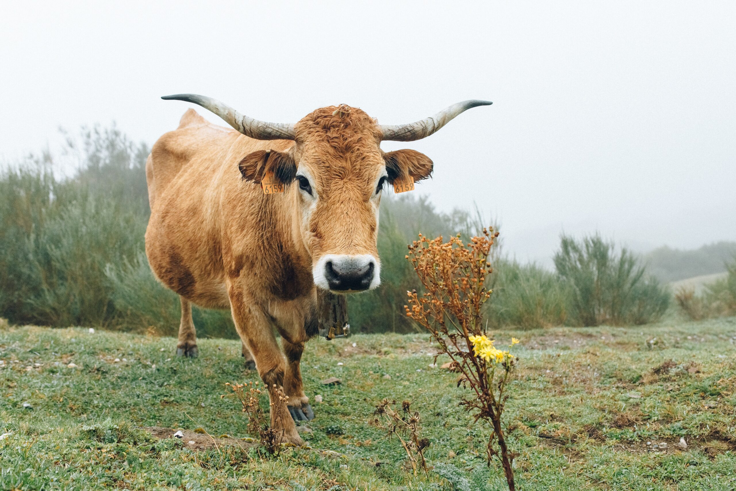 U Hrvatskoj za 11 mjeseci smanjen broj muznih krava za 23.000! I u svinjarstvu teška situacija.