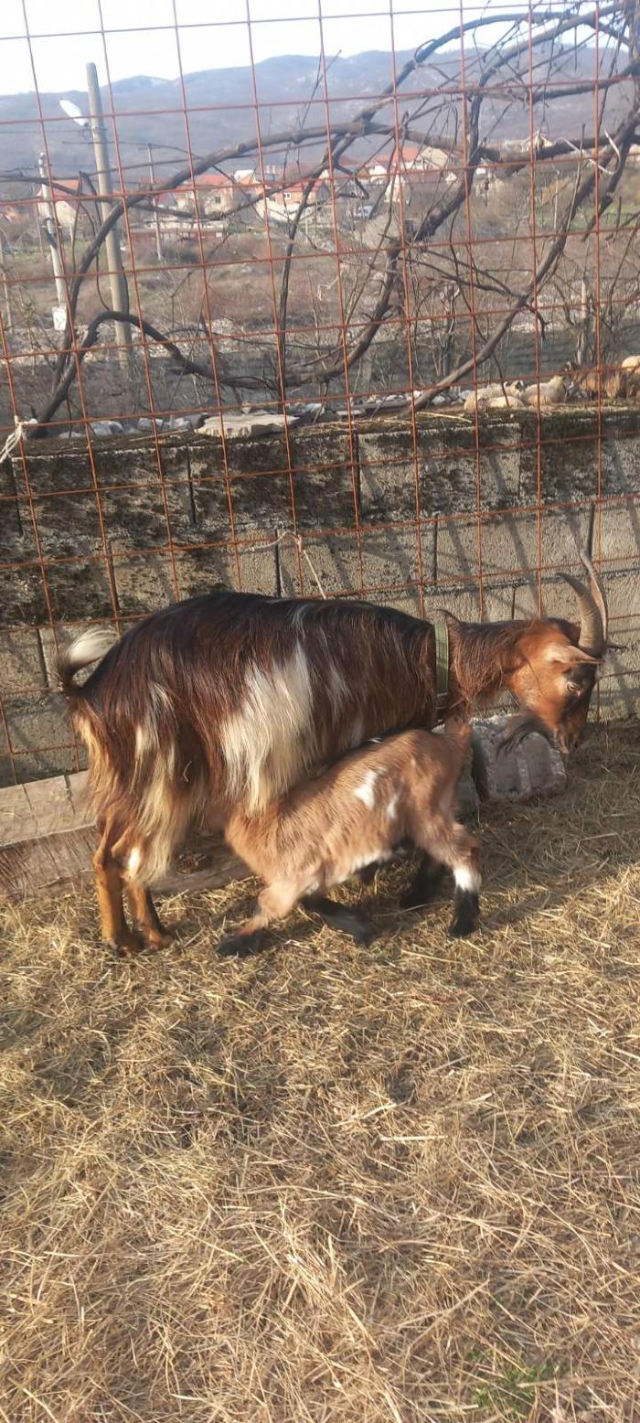 Prodajem Koze Sa Jaradima