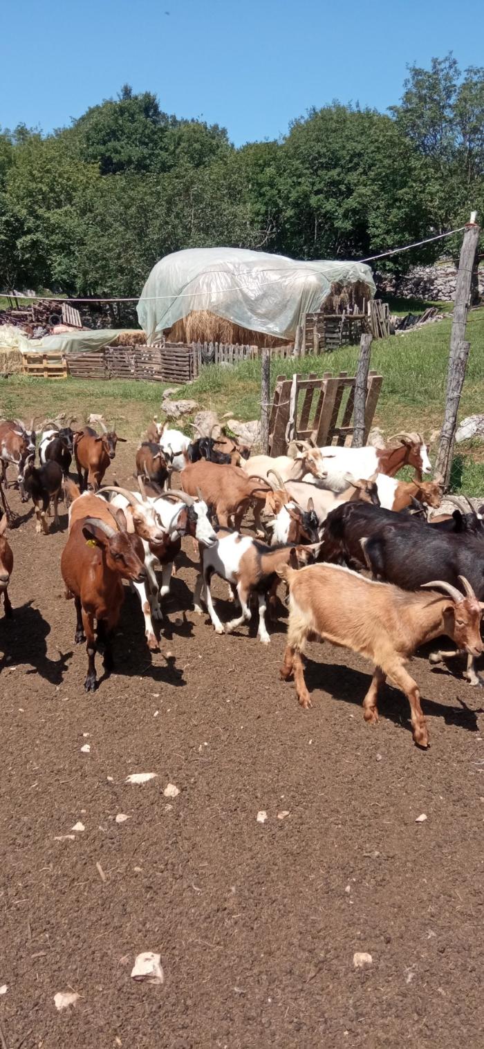 Prodajem Koze Sa Jaradima